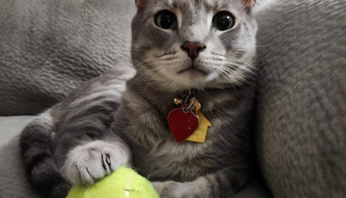 Cat Louis sits with a toy on a couch
