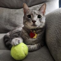 Cat Louis sits with a toy on a couch